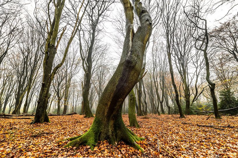 Blick in einen Buchenwald an einem nebligen Morgen. von Sjoerd van der Wal Fotografie