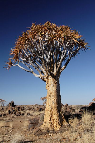 Arbre à carquois (Aloe dichotoma) par Dirk Rüter