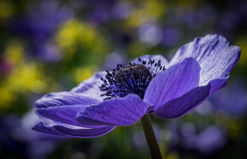 Anemoon von Karin Tebes