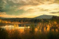 Swedish Autumn Light in Golden Shades