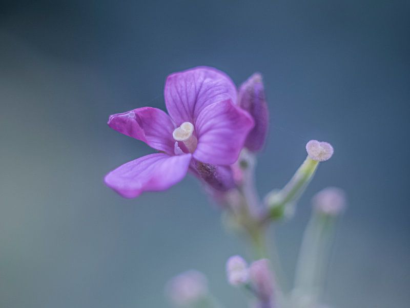 The wallflower by Mr White Takes Pictures