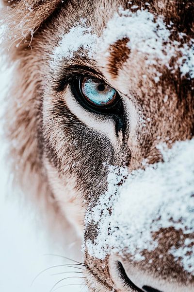 Lion en gros plan avec détails de neige par Art & Soul Creations