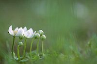 Parnassia, fleurs blanches