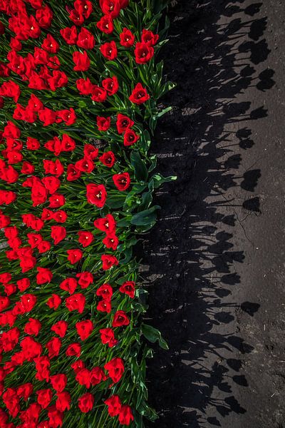 Rode schaduw tulpen par peterheinspictures