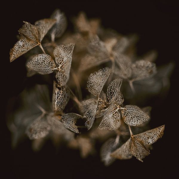 Hydrangea dried flower by Karin Bakker Fotografie