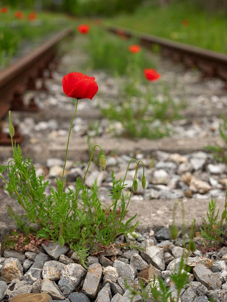 Poppies between tracks by Andreas Müller