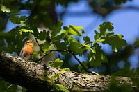 A Robin sings at the top of its lungs