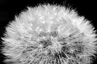 macro shot of the woodlouse