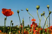 Klaprozen, altijd vrolijk!