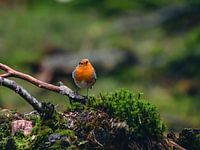 Robin dans le Veluwe