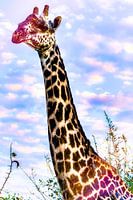 Girafe en Afrique