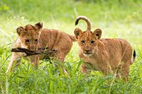 Spelende leeuwenwelpjes in Botswana