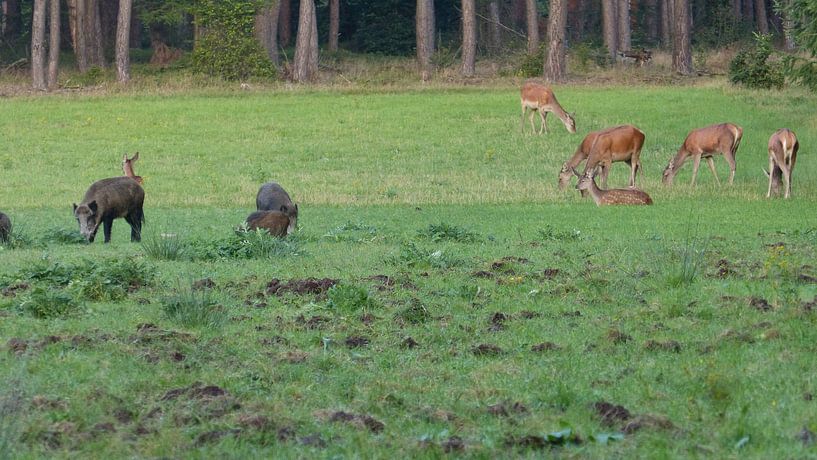 Herten, Zwijnen von Gijs van Veldhuizen