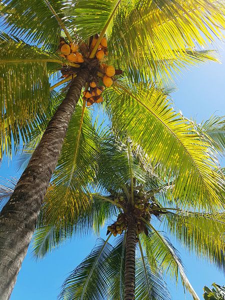 Palmen bei Sonnenaufgang von Susanne Pieren-Canisius