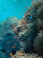 Lion Shaped Coral Reef - Underwater Seabed Wall Art