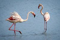 Flamants roses dansant en Camargue