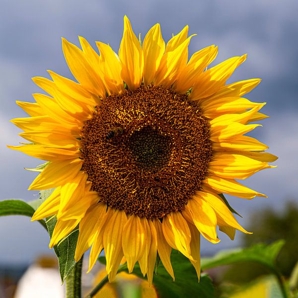 Sunflower by Adelheid Smitt