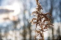 Reed in the winter sun (6)