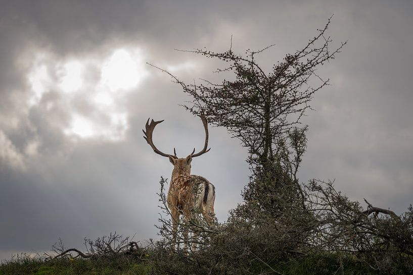 Damhert par Inge Wessels