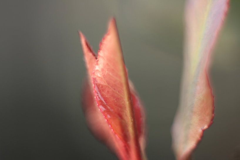 Junge rote Blätter von Wendy Schellekens