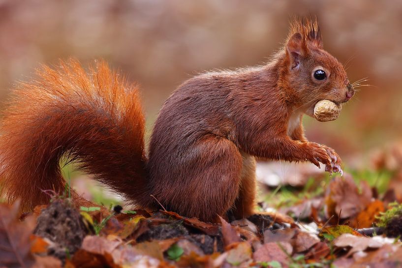 LIEBE! von LHJB Photography