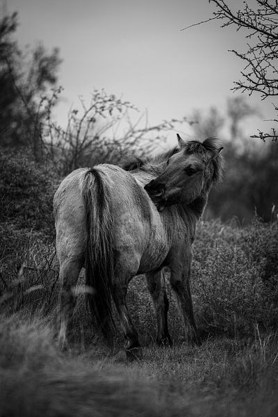 Wild Paard van Mirthe Scheringa