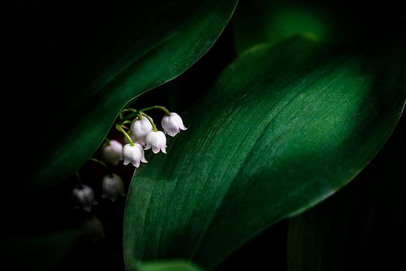 Maiglöckchen blühen im Wald von Olha Rohulya