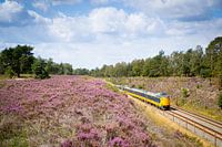 An Intercity train along the heathland at Assel stop