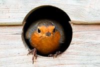 Robin dans le nichoir