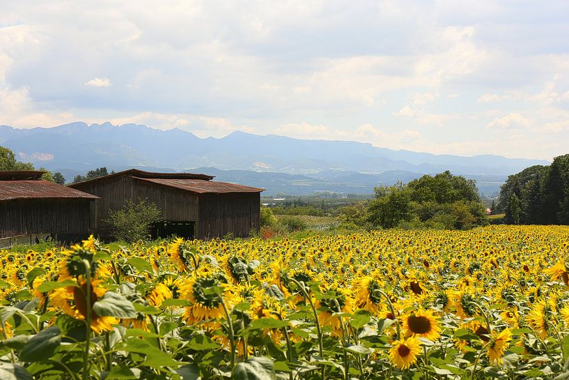 Die Sonnenblumenfelder / Frankreich von Shot it fotografie