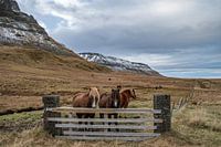 Chevaux dans la prairie islandaise