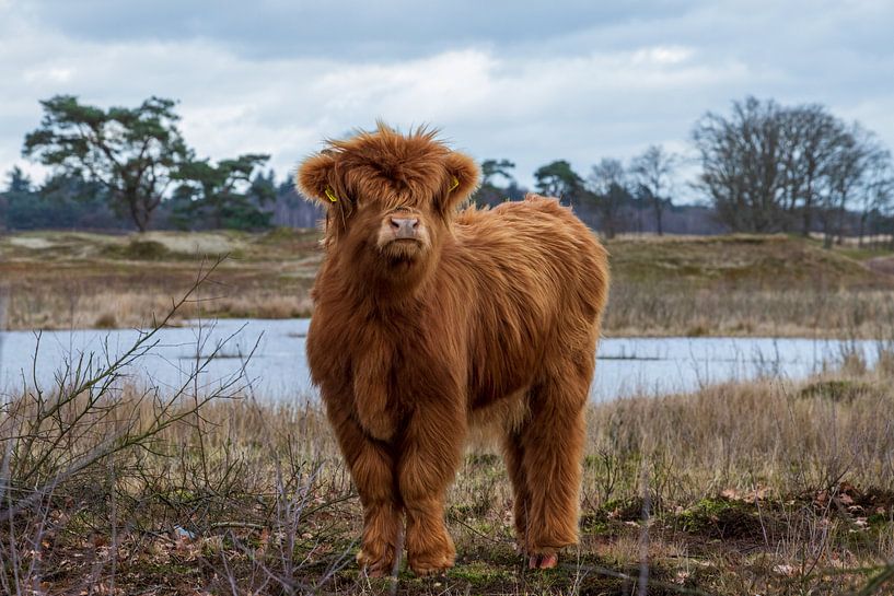 Young Highland calf by Ton Tolboom