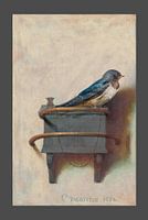 Het puttertje is een zwaluw