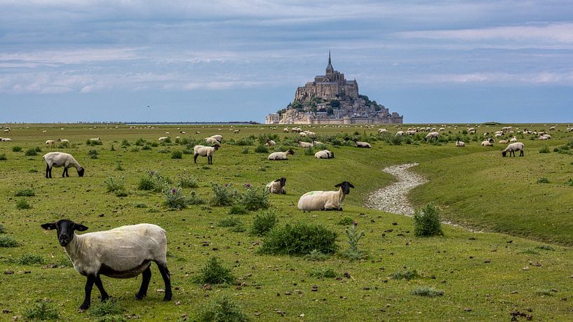 Sheep at Mont Saint Michel by Easycopters
