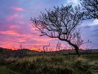 Abendsonne bei Lies auf Terschelling