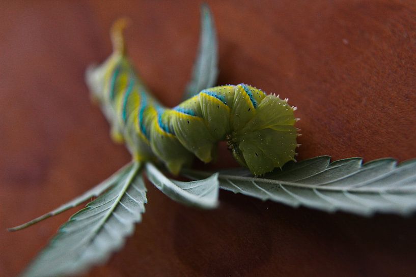 La chenille par Fabii Roelstraete