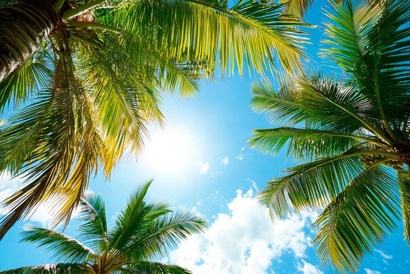 Palmen im Sonnenlicht von Poster Art Shop