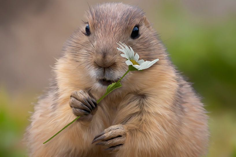 Daisy par Karin aan de muur