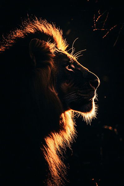Majestätischer Löwe im Gegenlicht von Art & Soul Creations