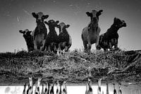 Koeien bij de sloot (zwartwit)