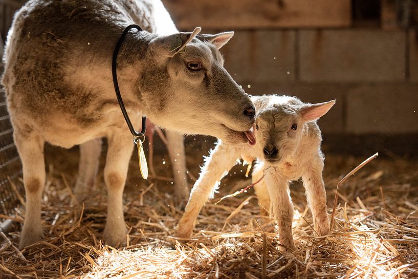 La mère perd son agneau nouveau-né par Danai Kox Kanters