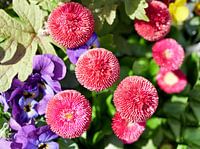 Beautifully arranged flowers