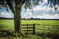 Polder landscape in the Ablasserwaard
