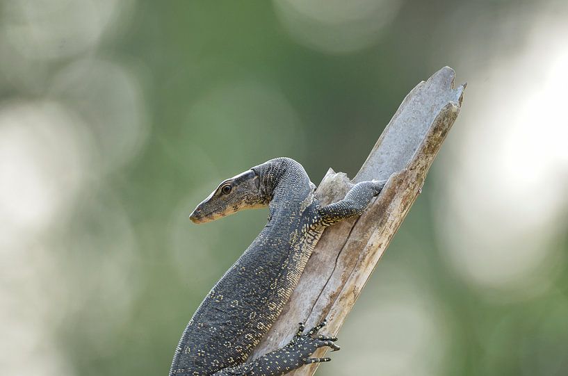 Leguaire sur bâton par Martin Jansen