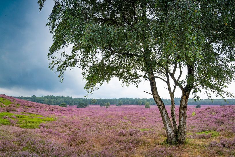 Blühendes Heidekraut in einer Heidelandschaft im Sommer von Sjoerd van der Wal Fotografie