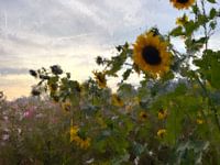 Tournesols au lever du soleil