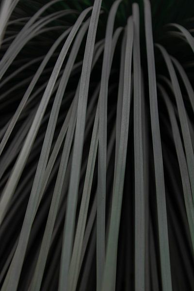 Fallende Saiten von Rens van Duijn