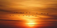 Departure of the geese at sunrise
