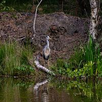 "Forest"heron