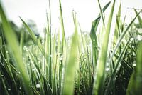 Nahaufnahme von nassem Gras